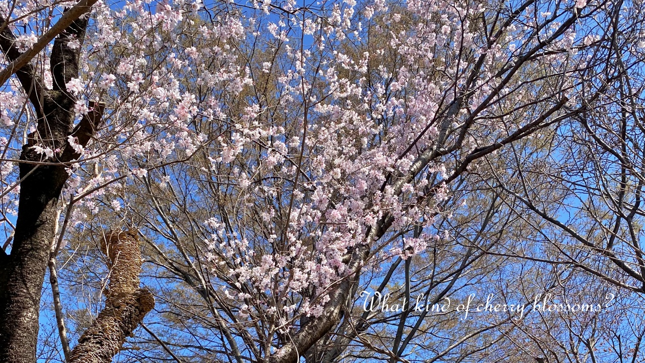 咲き始めた桜の花