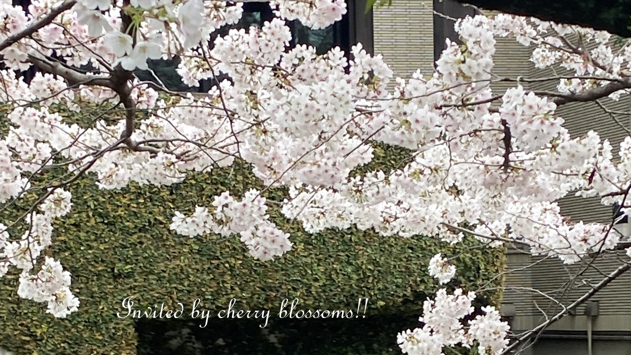 満開な桜の枝