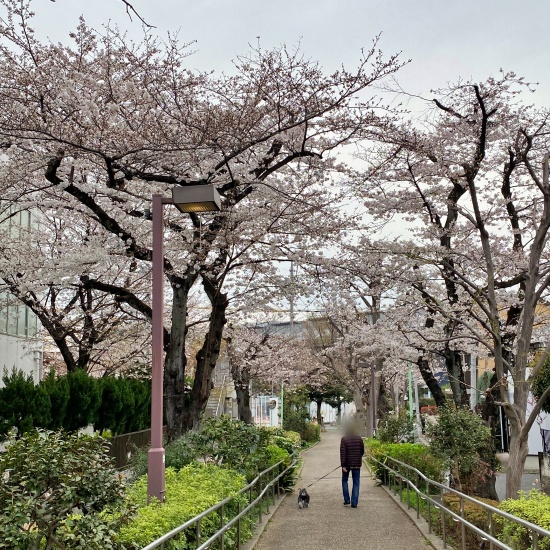 桜並木を犬と散歩