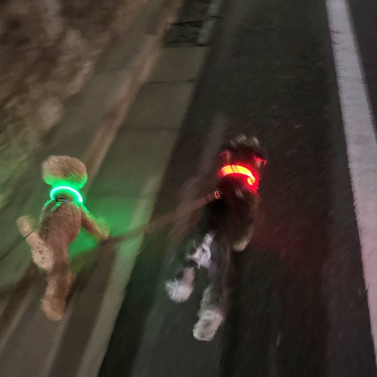 夜道を走る2匹の犬