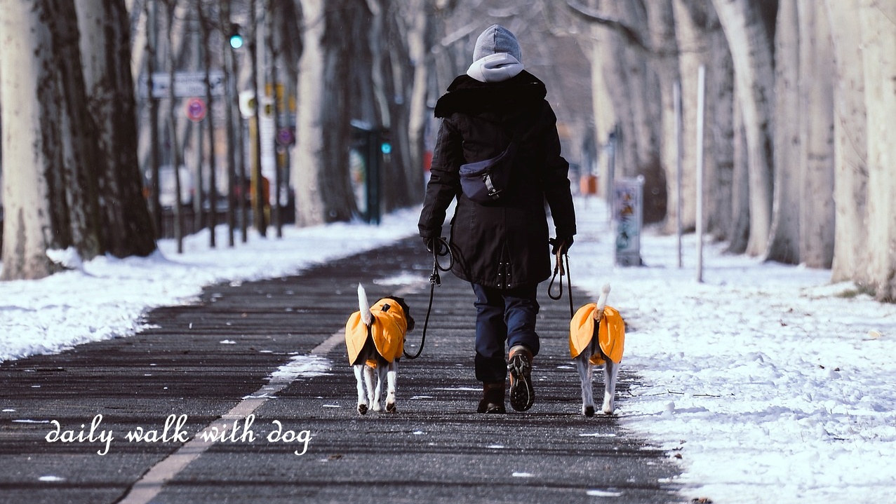犬と散歩