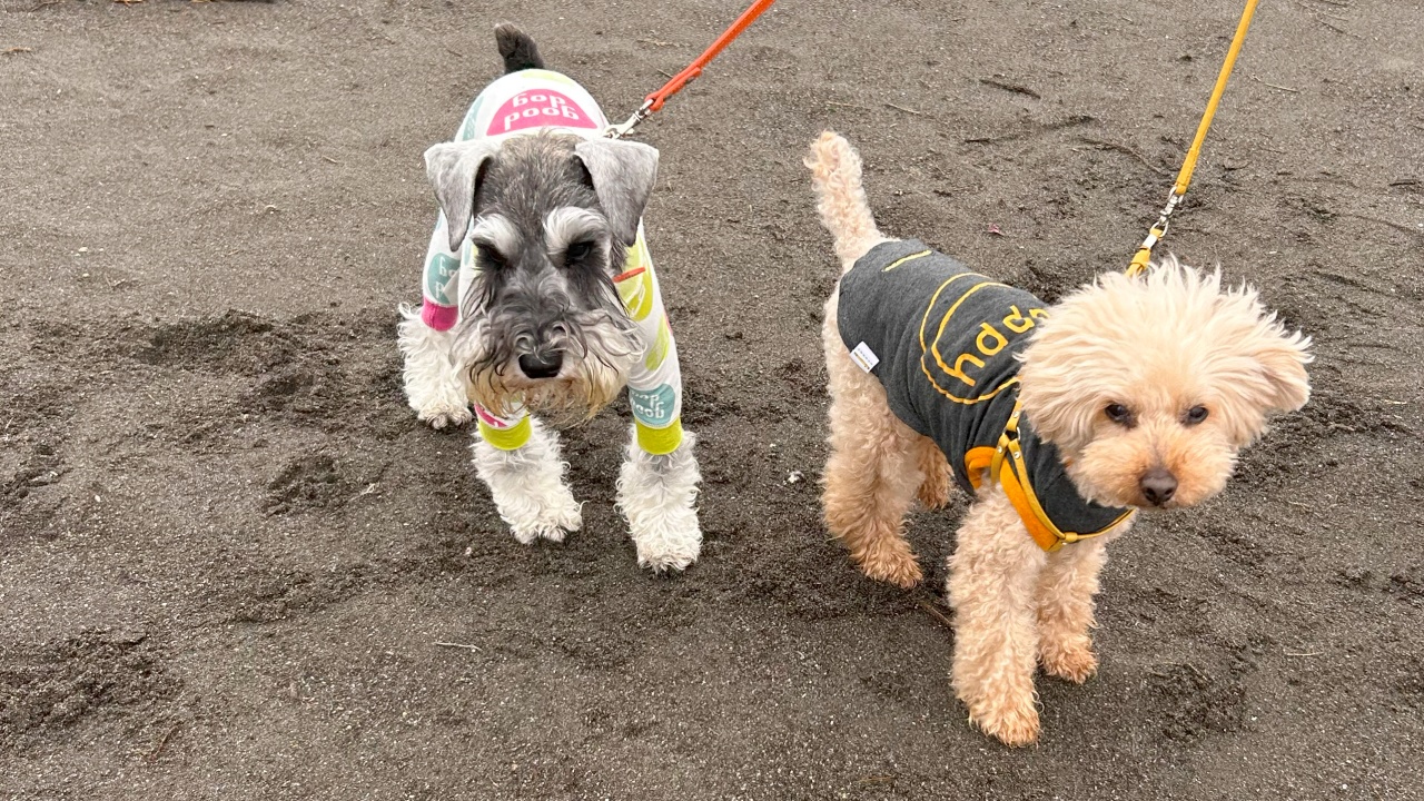 海岸を歩く犬