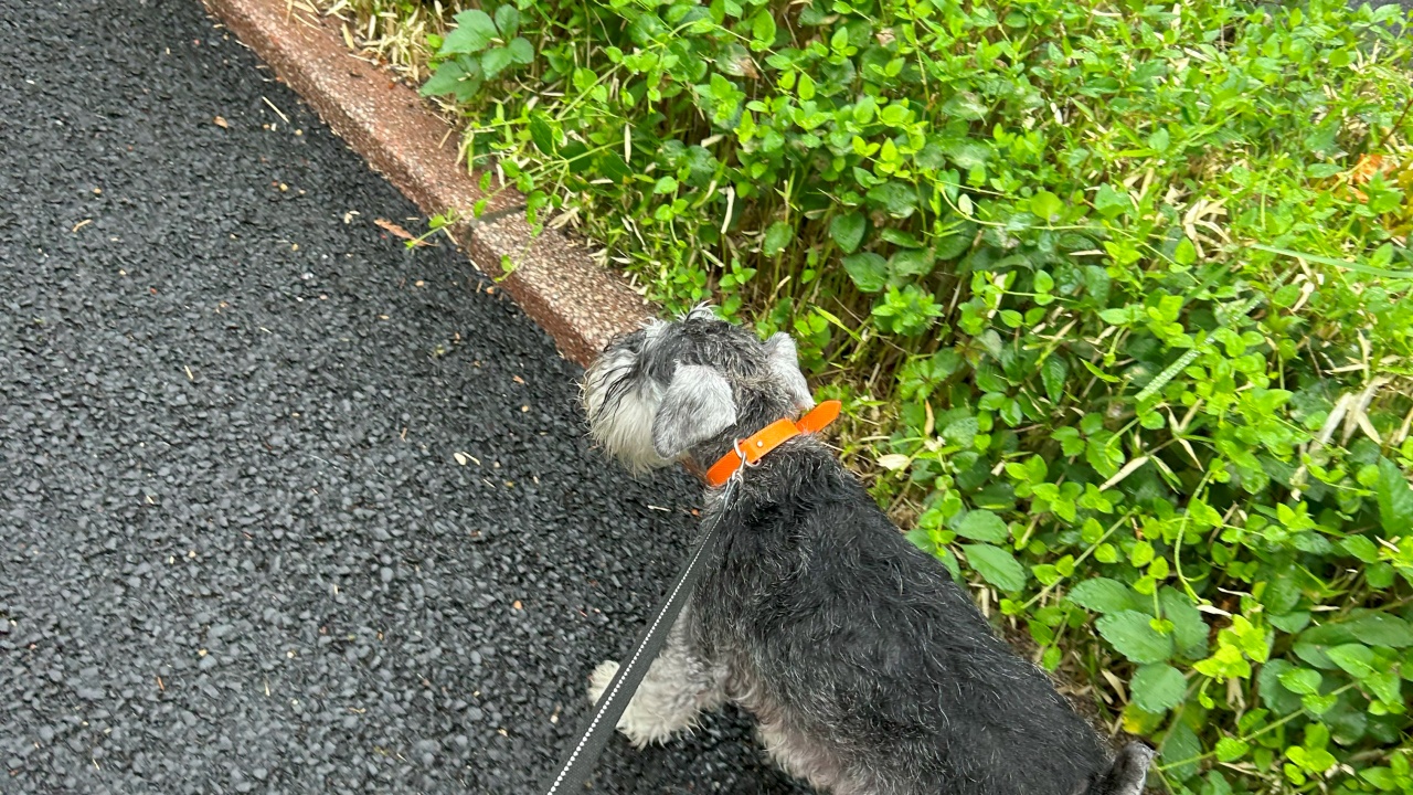 雨の緑道散歩