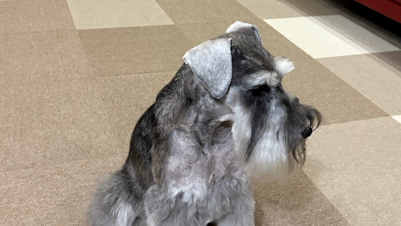 シュナウザー