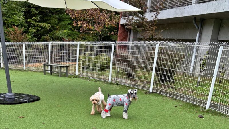 ドッグラン/レジーナリゾート山中湖