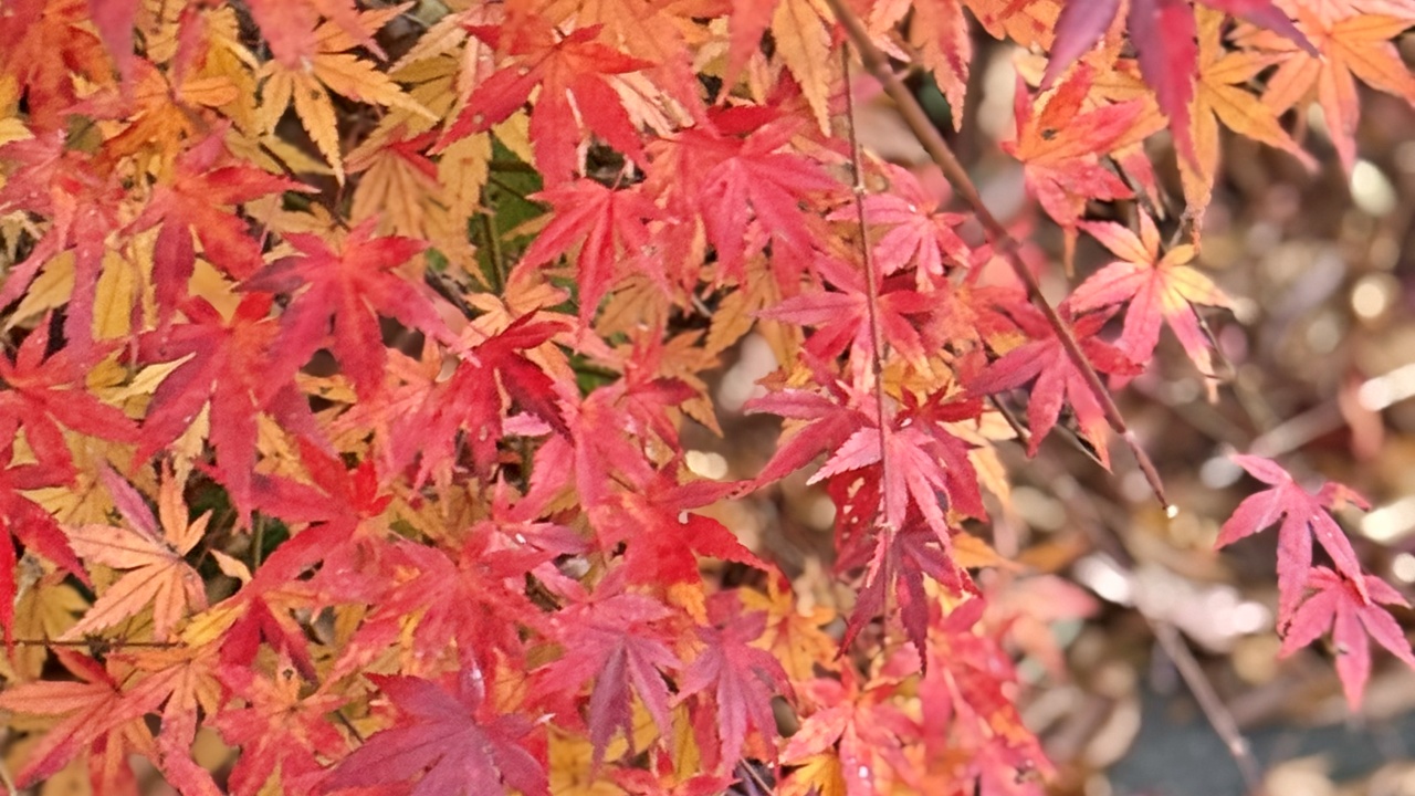 紅葉