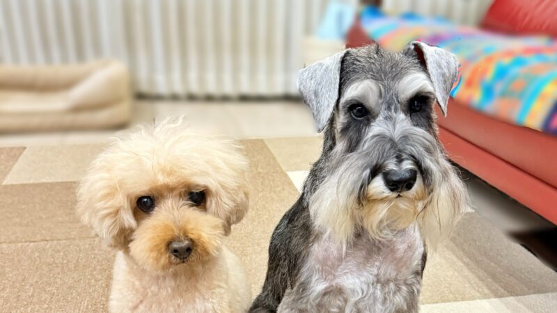 シュナとトイプ