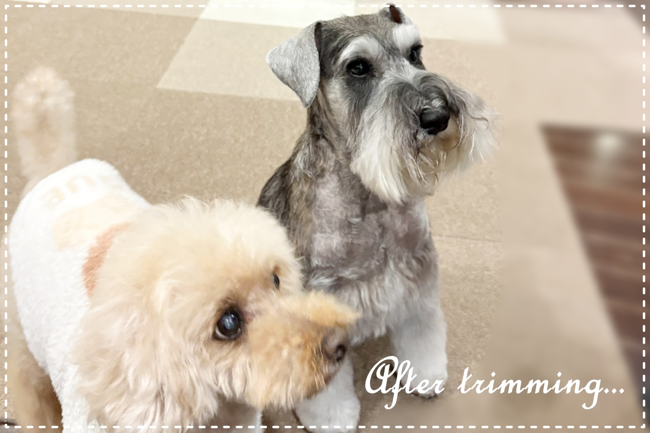 シュナとトイプ