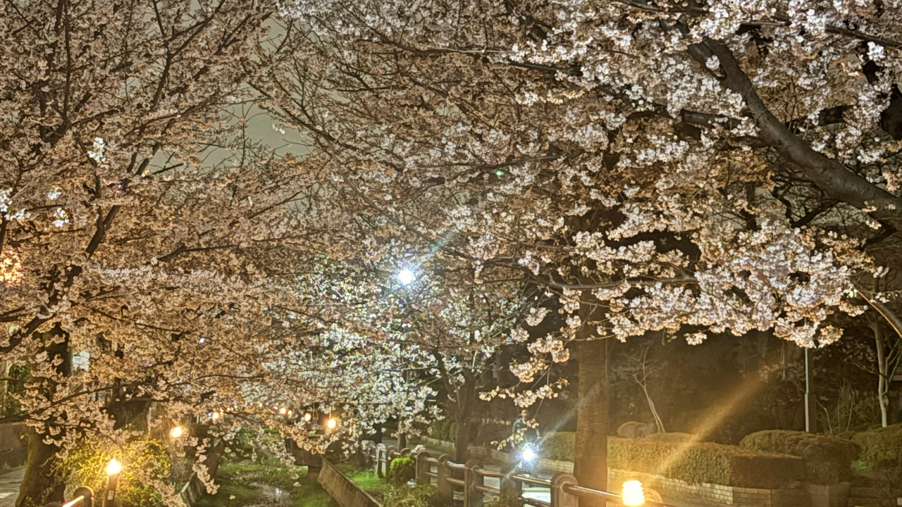 夜桜
