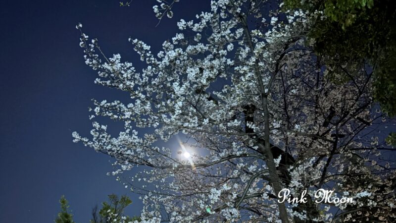 桜とピンクムーン