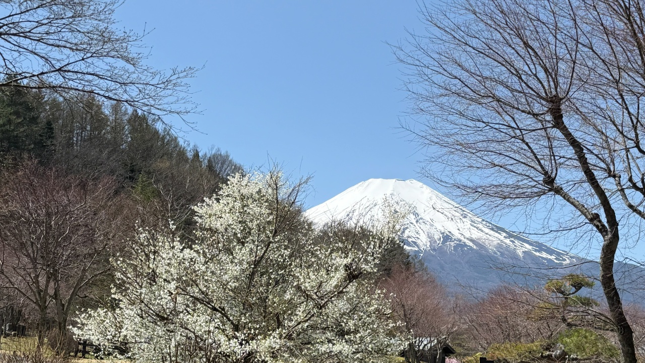 富士山と桜