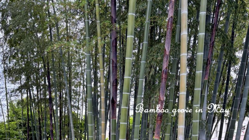 竹林
