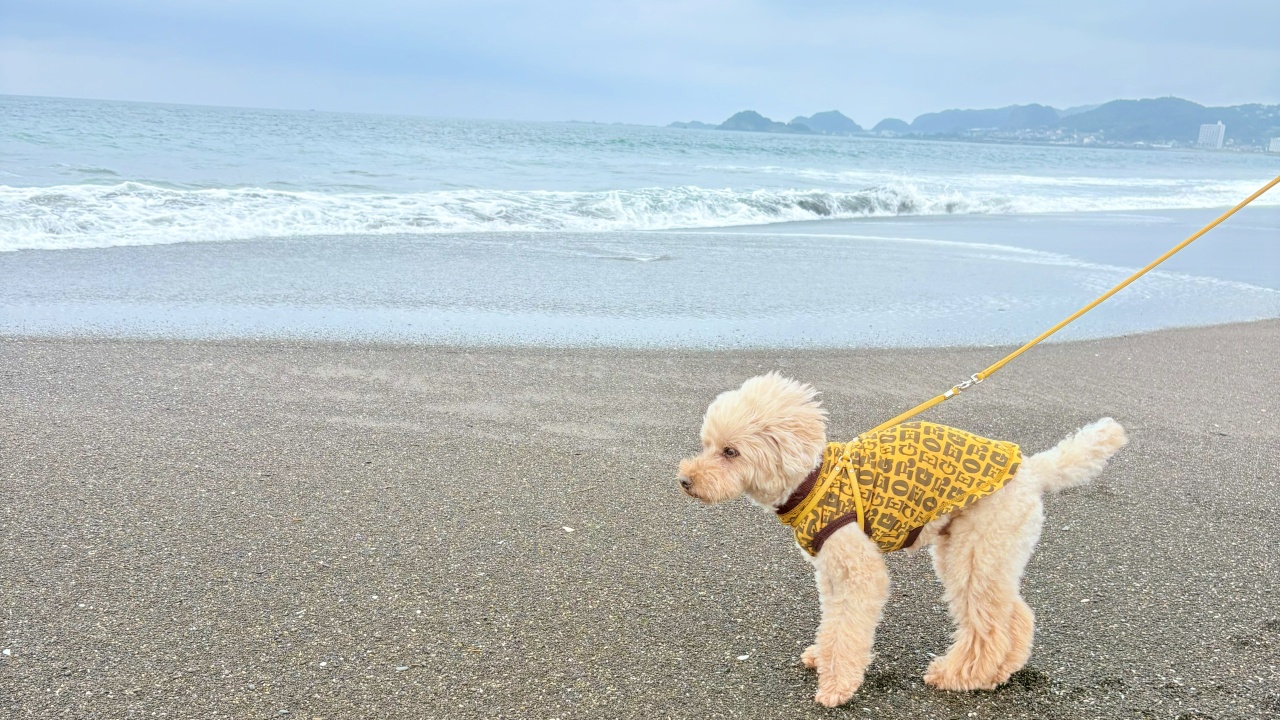浜辺のトイプードル